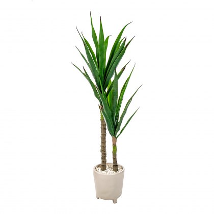 Yucca in Cream Pot 115cm