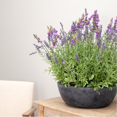 Artificial Lavender Plant In Slate Grey Bowl 60cm