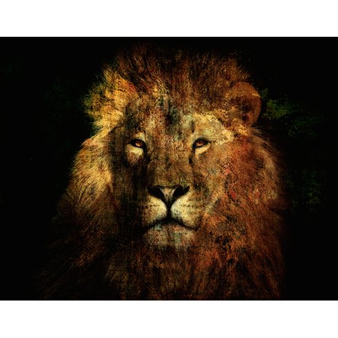Lion's Law - Photo Art on Plexiglass