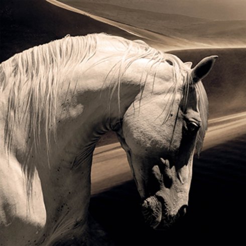 Arabian Horse - Photo Art on Plexiglass