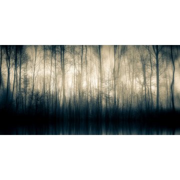 Forest Whispers II - Photo Art on Framed Plexiglass - Black Frame