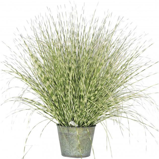 Zebra Grass Potted Artificial Plant - 50cm Tall