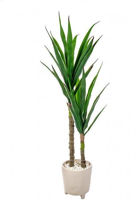 Yucca in Cream Pot 115cm