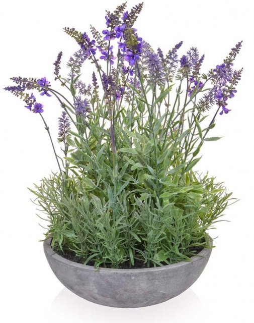 Lavender in Bowl 28cm x 50cm