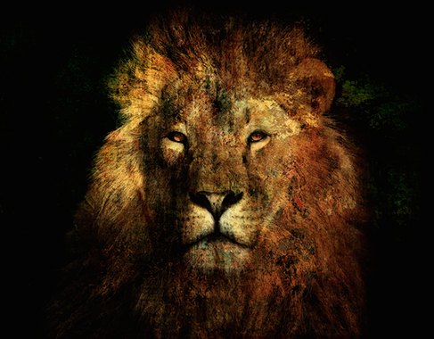 Lion's Law - Photo Art on Plexiglass