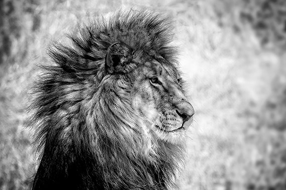 Lion King - Photo Art on Plexiglass
