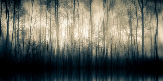 Cobra Art Forest Whispers II - Photo Art on Plexiglass - Black Frame