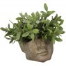 Julius Small Face Planter