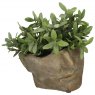 Julius Large Face Planter