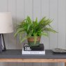 Artificial Fern in a Vintage Faux Terracotta Pot