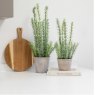 Artificial Rosemary Herb In Rustic Pot