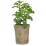 Artificial Potted Herbs