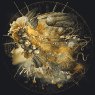 Golden Erato - Photo Art on Plexiglass