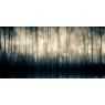 Forest Whispers II - Photo Art on Plexiglass - Black Frame