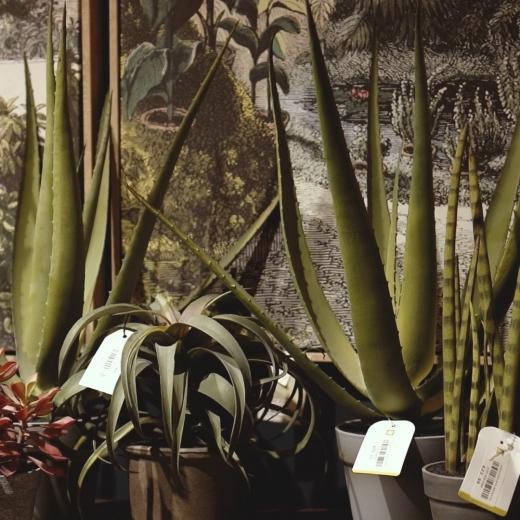 Bring nature indoors. Explore our in-store plant collection and experience how lush greenery adds lif...